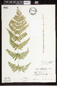 Dryopteris carthusiana image