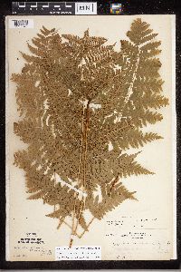 Dryopteris carthusiana image