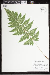 Dryopteris carthusiana image