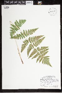 Dryopteris carthusiana image