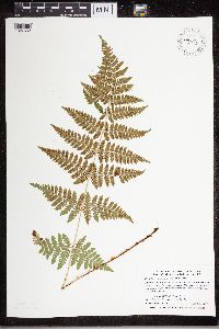 Dryopteris carthusiana image