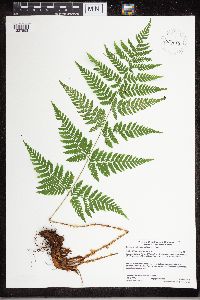 Dryopteris carthusiana image
