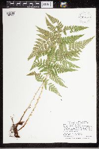 Dryopteris carthusiana image