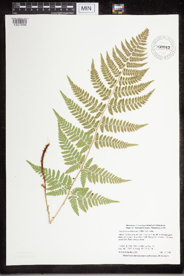 Dryopteris carthusiana image