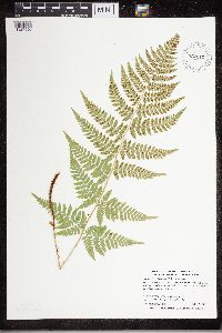 Dryopteris carthusiana image