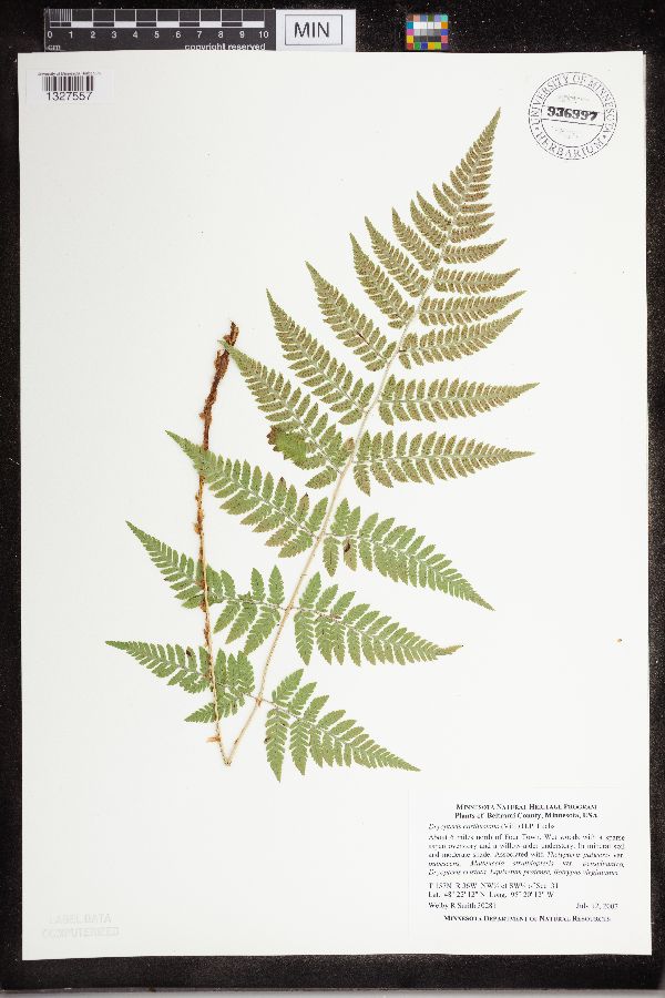 Dryopteris carthusiana image