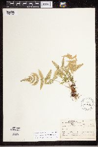 Dryopteris carthusiana image