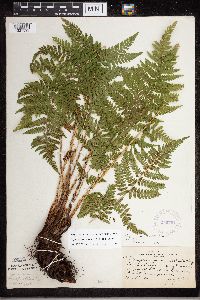 Dryopteris carthusiana image