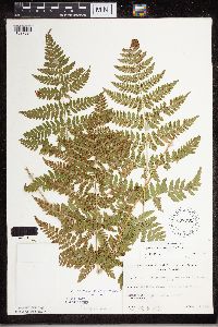 Dryopteris carthusiana image