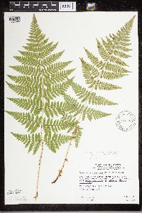 Dryopteris carthusiana image