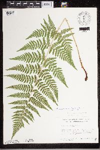 Dryopteris carthusiana image
