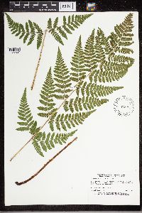 Dryopteris carthusiana image