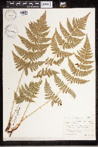 Dryopteris carthusiana image