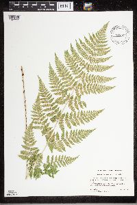 Dryopteris carthusiana image