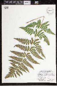 Dryopteris carthusiana image