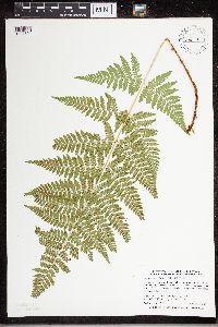 Dryopteris carthusiana image