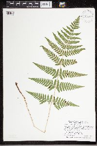 Dryopteris carthusiana image