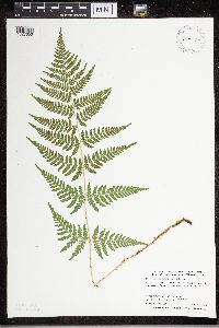 Dryopteris carthusiana image