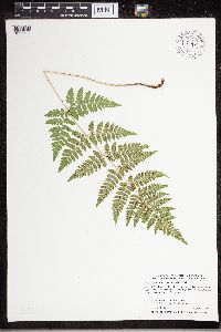 Dryopteris carthusiana image