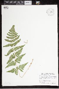 Dryopteris carthusiana image