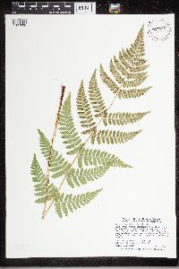 Dryopteris carthusiana image