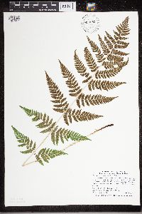Dryopteris carthusiana image