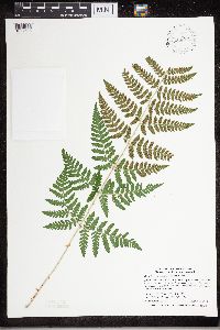 Dryopteris carthusiana image