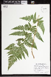 Dryopteris carthusiana image