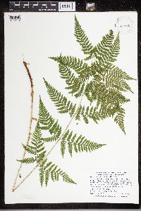 Dryopteris carthusiana image
