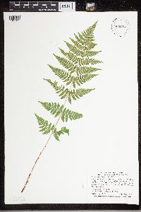 Dryopteris carthusiana image