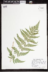 Dryopteris carthusiana image