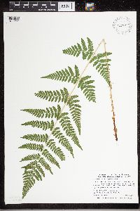 Dryopteris carthusiana image