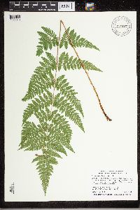 Dryopteris carthusiana image