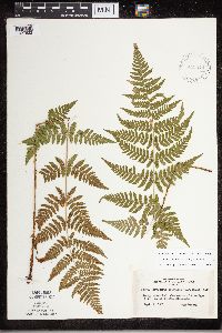 Dryopteris carthusiana image