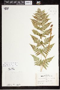 Dryopteris carthusiana image