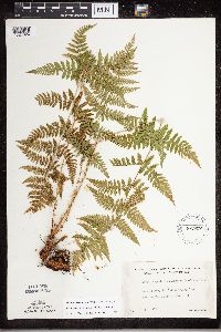 Dryopteris carthusiana image