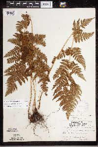Dryopteris carthusiana image