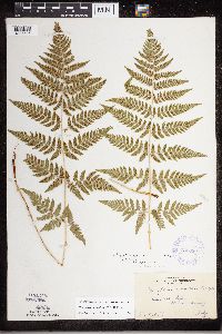 Dryopteris carthusiana image