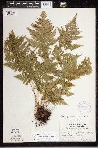 Dryopteris carthusiana image