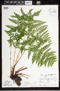 Dryopteris carthusiana image
