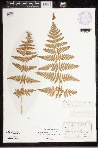 Dryopteris carthusiana image