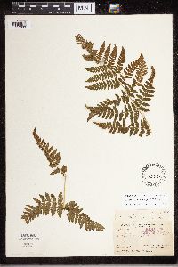 Dryopteris carthusiana image