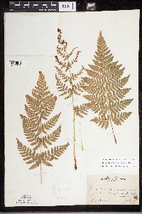 Dryopteris carthusiana image