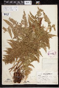 Dryopteris carthusiana image