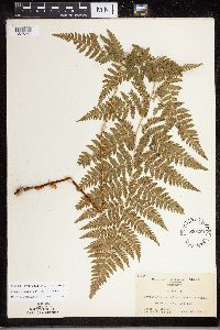 Dryopteris carthusiana image
