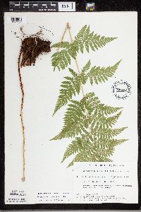 Dryopteris carthusiana image
