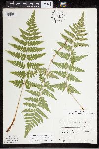 Dryopteris carthusiana image