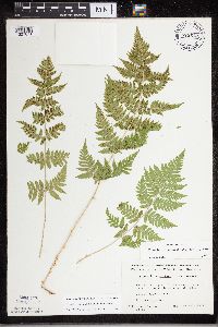 Dryopteris carthusiana image