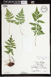 Dryopteris carthusiana image