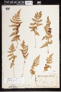Dryopteris carthusiana image